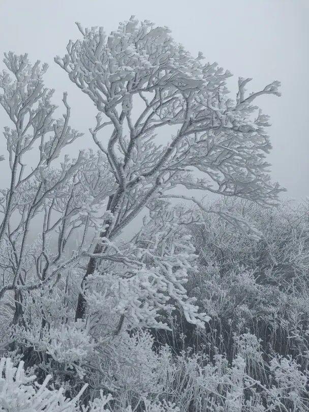 -1.2℃！部分地区结冰！福建发布72条预警！最冷的时候来了