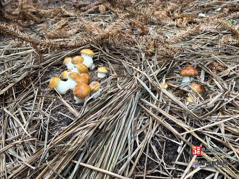 县在发生｜2026年，福州区县“上新”了！