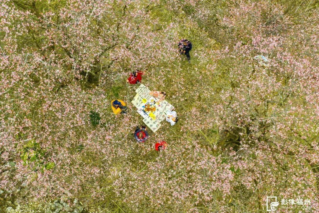 福州迎来梅花季！解锁水上赏梅新玩法