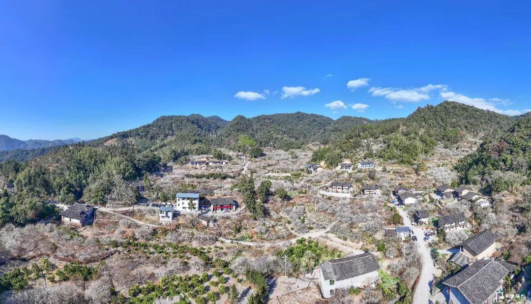 福州迎来梅花季！解锁水上赏梅新玩法