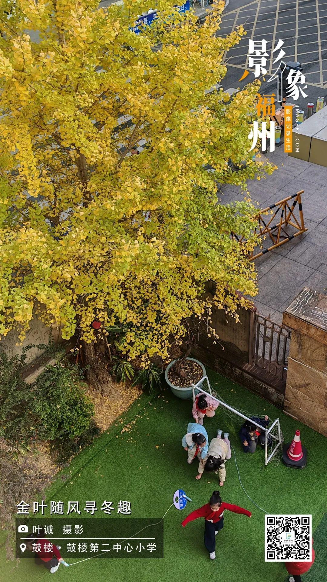影像福州丨金叶随风寻冬趣