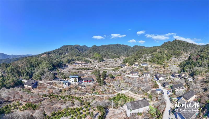 永泰：李梅之乡 冬来飞“雪”