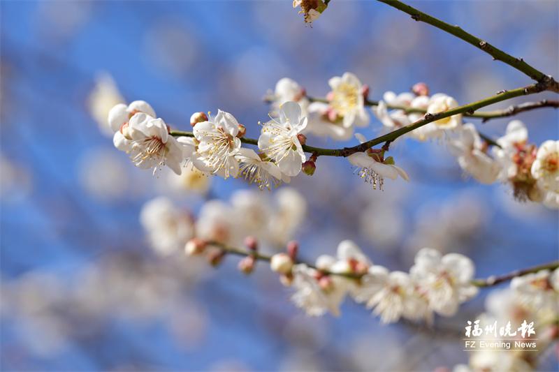 永泰：李梅之乡 冬来飞“雪”
