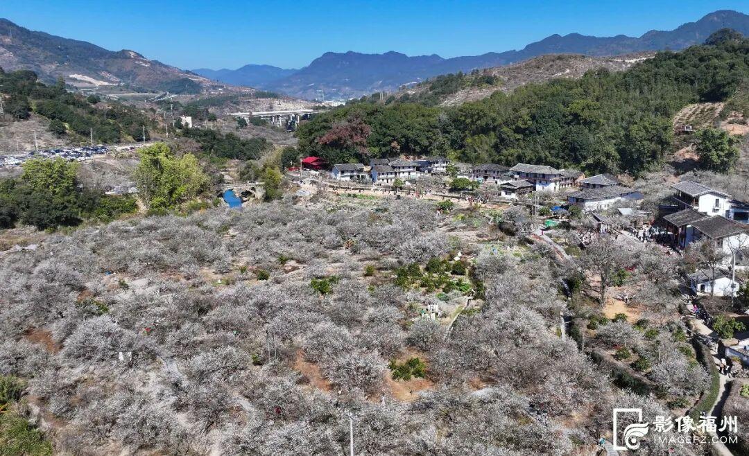 赏花季启动！福州这里“香雪海”等你来！