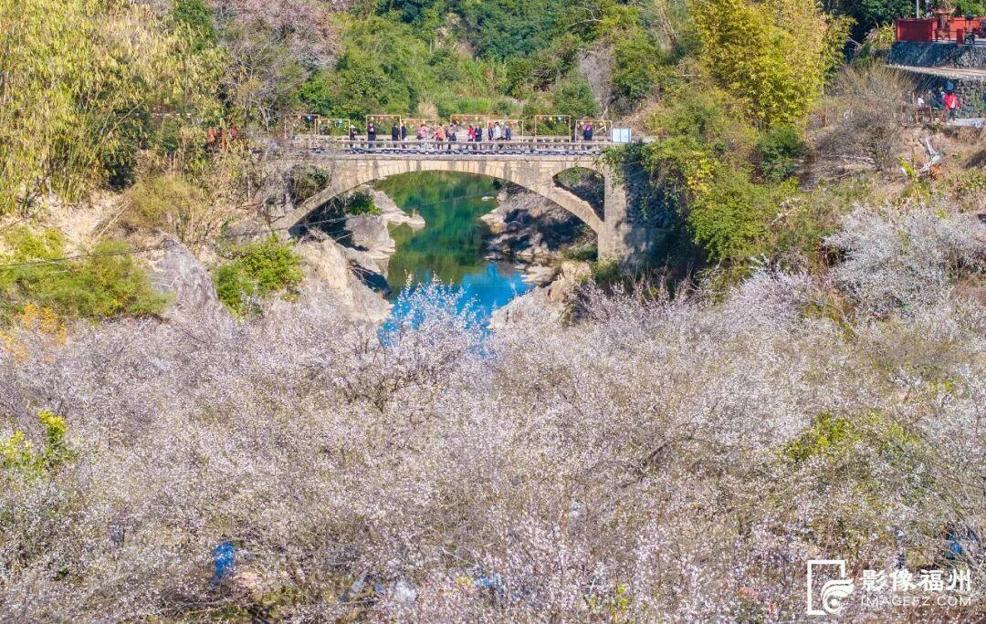 赏花季启动！福州这里“香雪海”等你来！