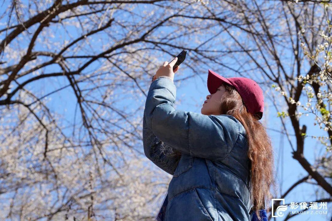 赏花季启动！福州这里“香雪海”等你来！