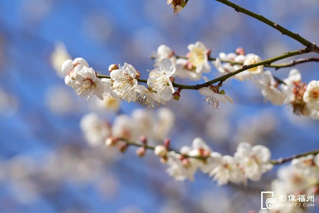 赏花季启动！福州这里“香雪海”等你来！