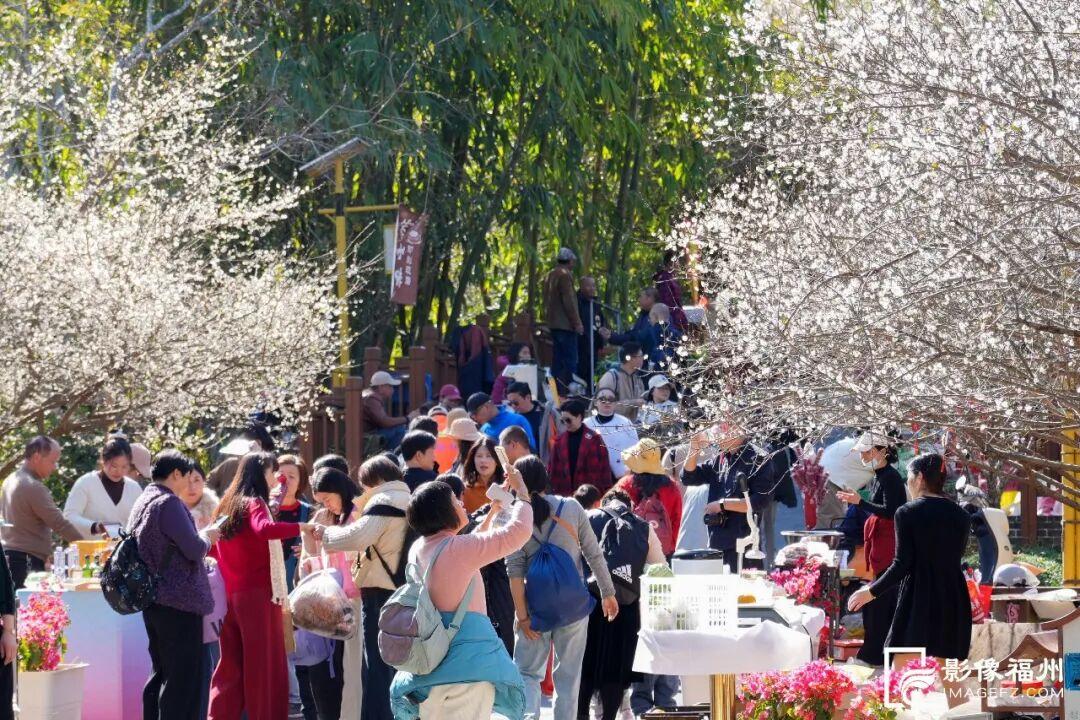 赏花季启动！福州这里“香雪海”等你来！