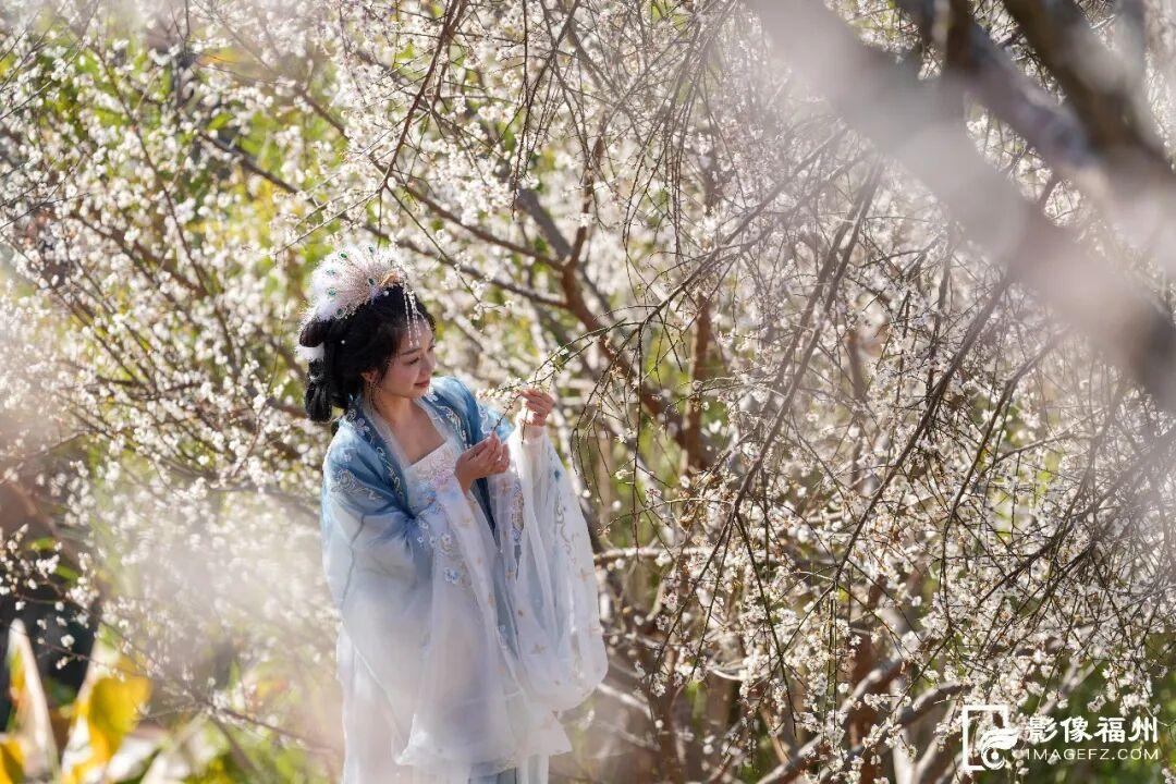赏花季启动！福州这里“香雪海”等你来！