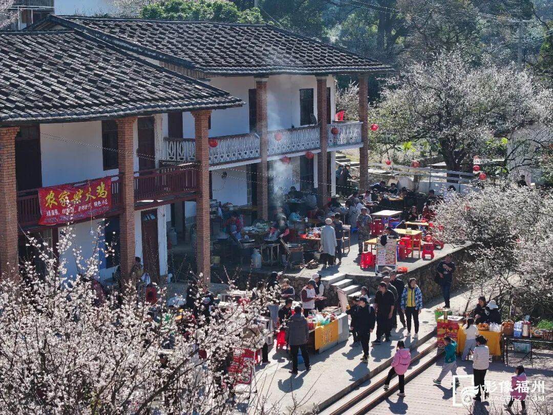 赏花季启动！福州这里“香雪海”等你来！