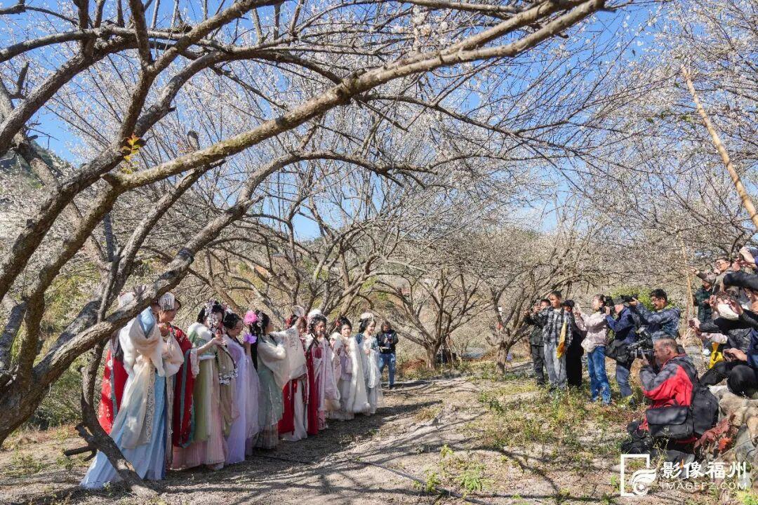 赏花季启动！福州这里“香雪海”等你来！