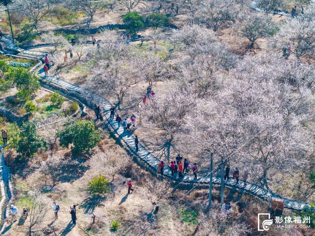 赏花季启动！福州这里“香雪海”等你来！