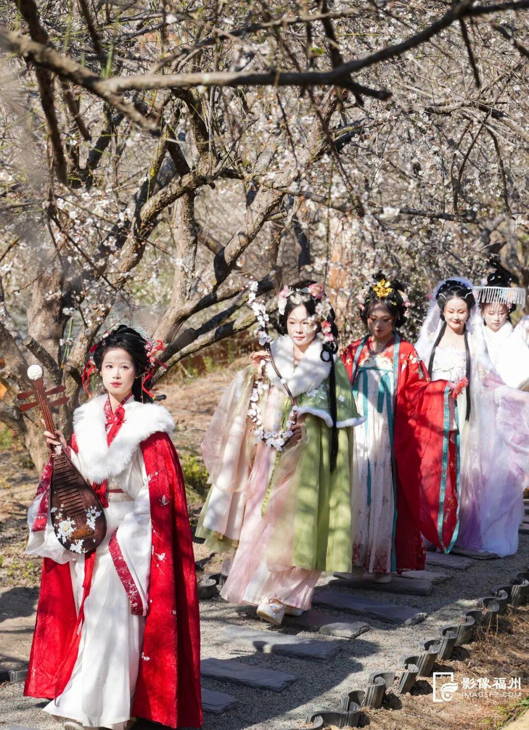 赏花季启动！福州这里“香雪海”等你来！