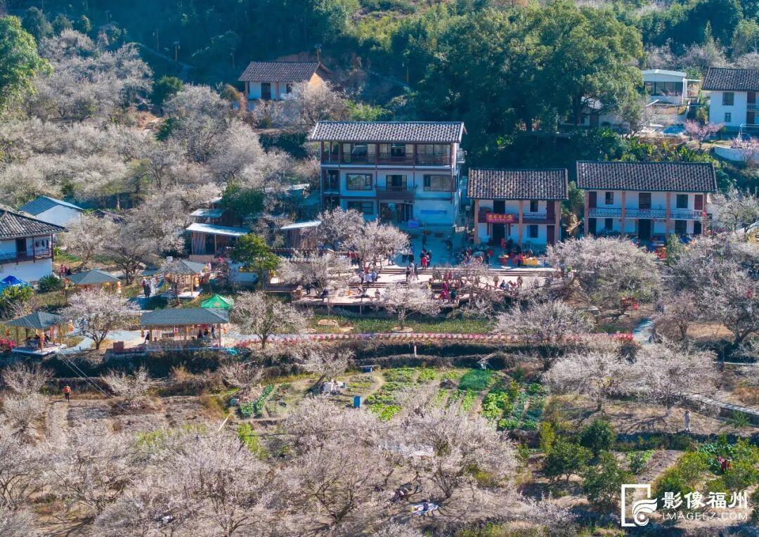 赏花季启动！福州这里“香雪海”等你来！