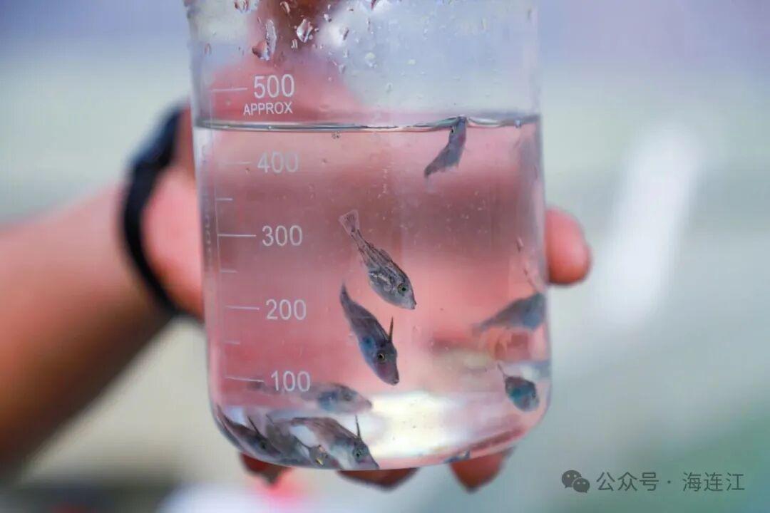 川渝火锅的“抢手货”，被福州渔民养出来啦！