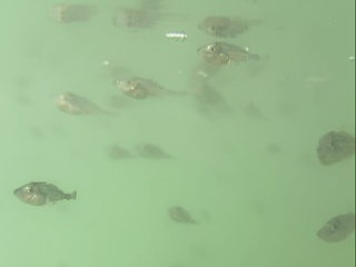 川渝火锅的“抢手货”，被福州渔民养出来啦！