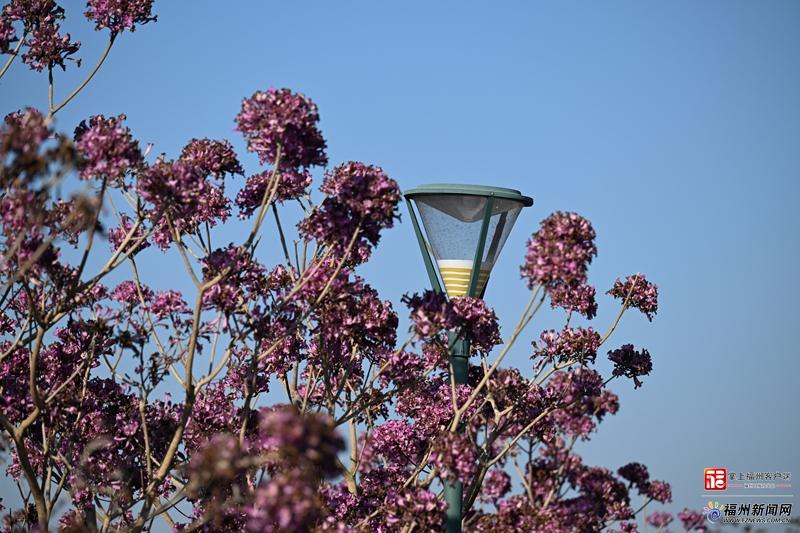 快来福州这里邂逅“粉紫浪漫”！