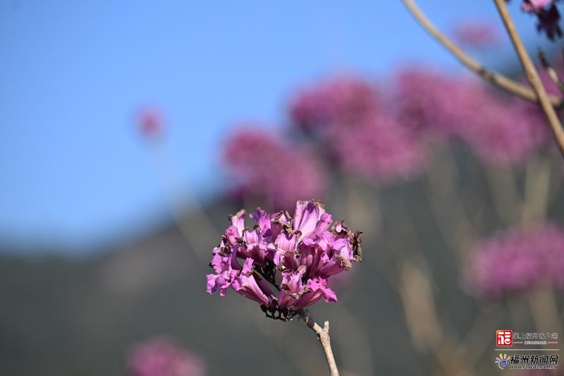 快来福州这里邂逅“粉紫浪漫”！