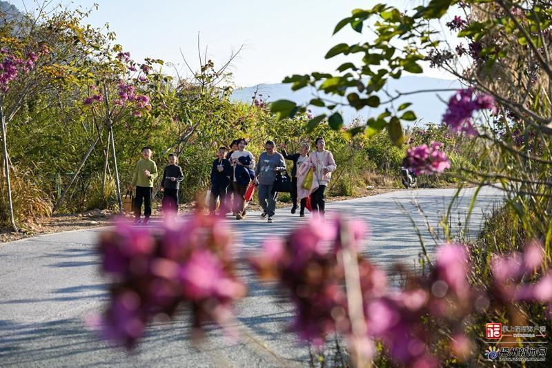 快来福州这里邂逅“粉紫浪漫”！