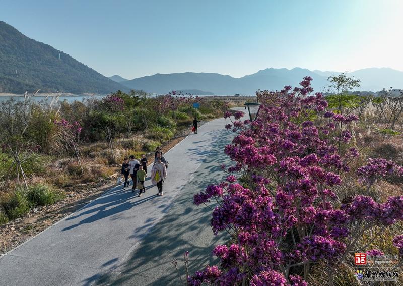 快来福州这里邂逅“粉紫浪漫”！