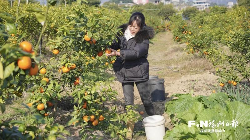 福州乡村奏响冬日“富民曲”