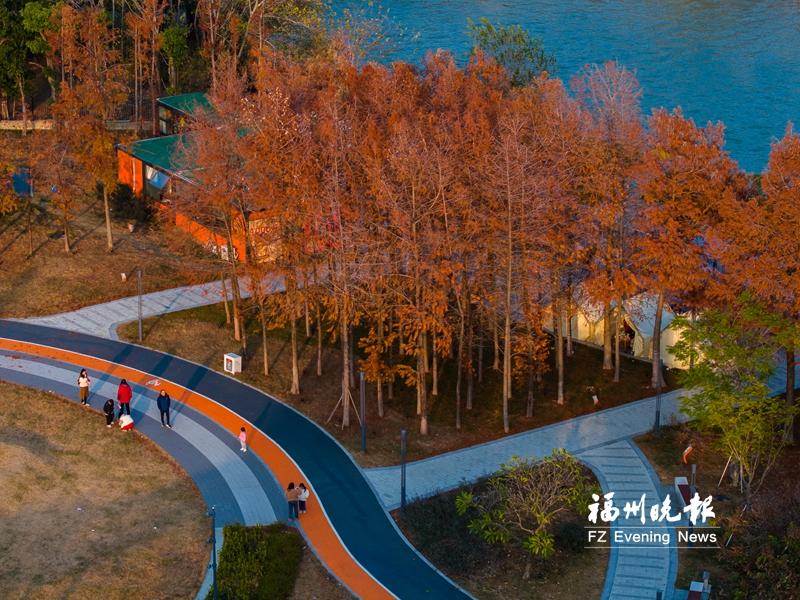 龙舟主题公园迎来水杉红 吸引市民打卡拍照