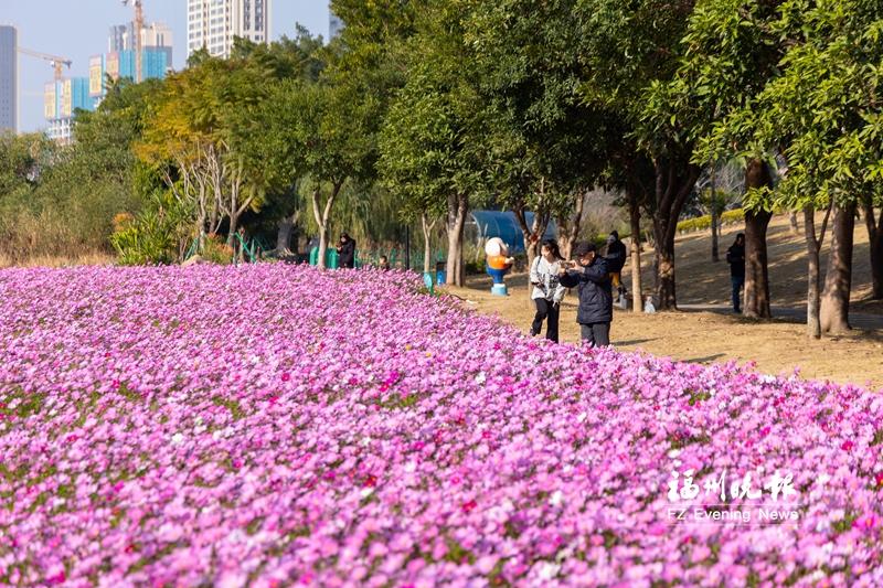 波斯菊花海营造“粉色浪漫”