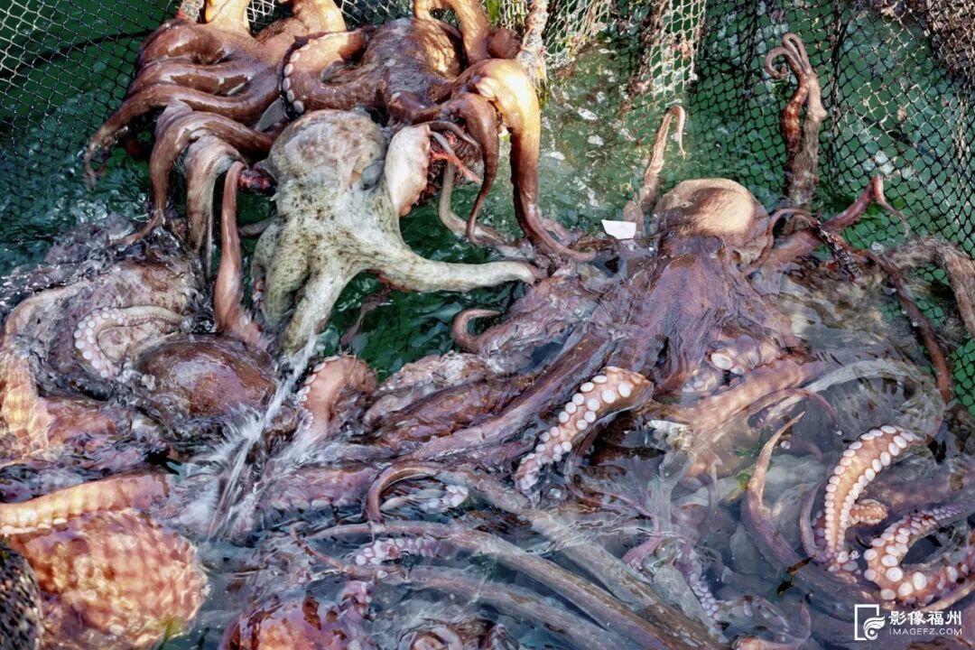 吃货狂喜！超20万头连江章鱼抢“鲜”上市