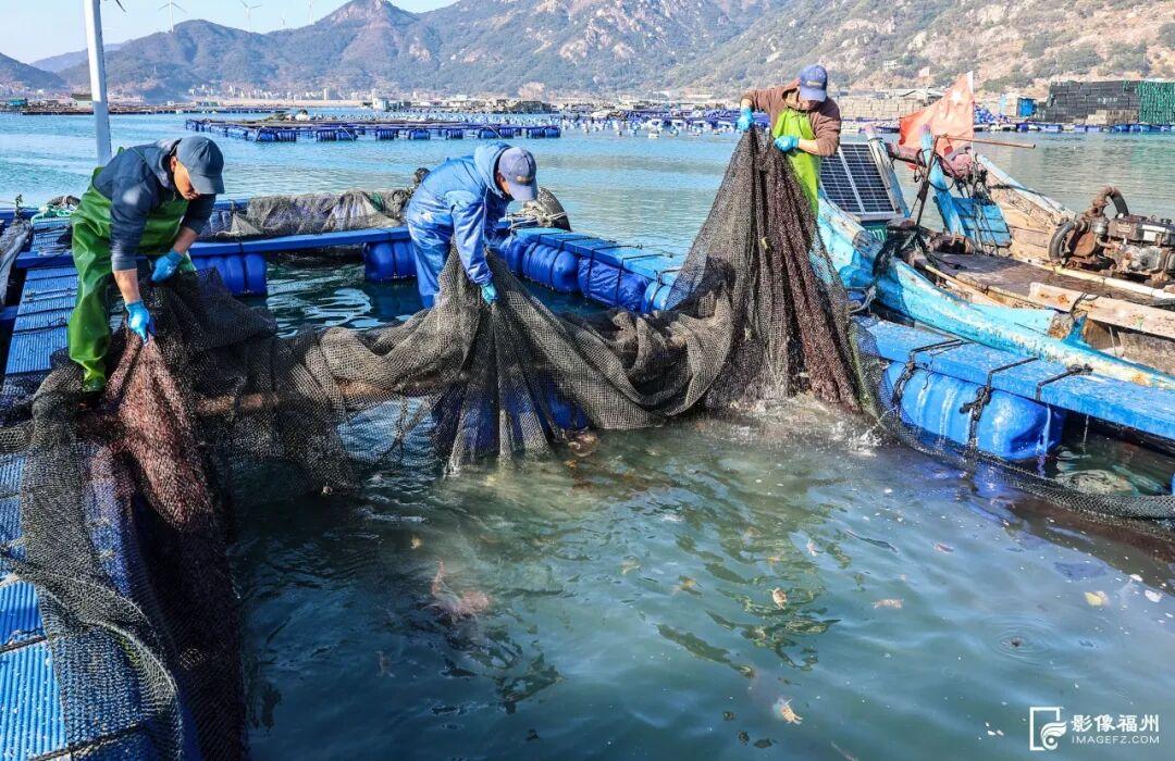 吃货狂喜！超20万头连江章鱼抢“鲜”上市