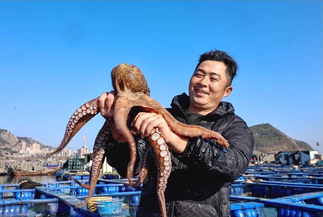 吃货狂喜！超20万头连江章鱼抢“鲜”上市