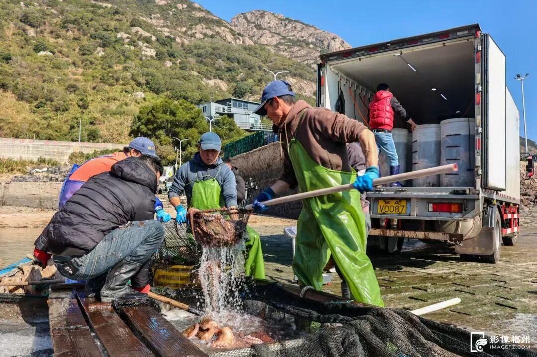 吃货狂喜！超20万头连江章鱼抢“鲜”上市