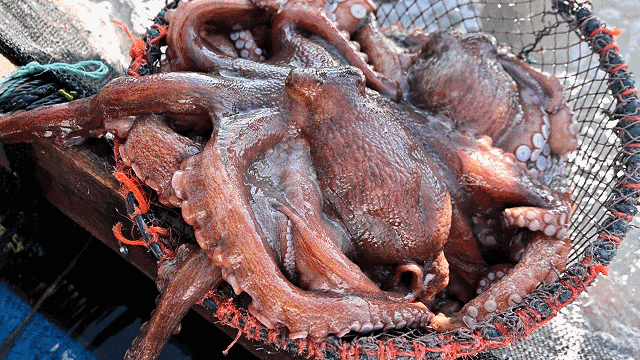 吃货狂喜！超20万头连江章鱼抢“鲜”上市