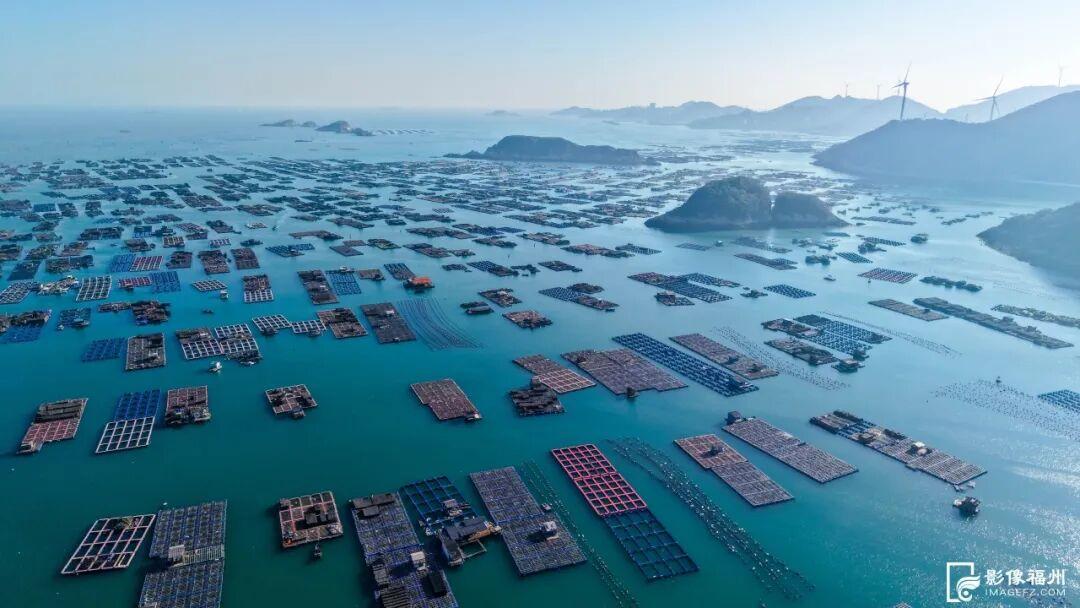 吃货狂喜！超20万头连江章鱼抢“鲜”上市