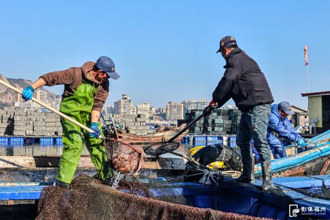 吃货狂喜！超20万头连江章鱼抢“鲜”上市