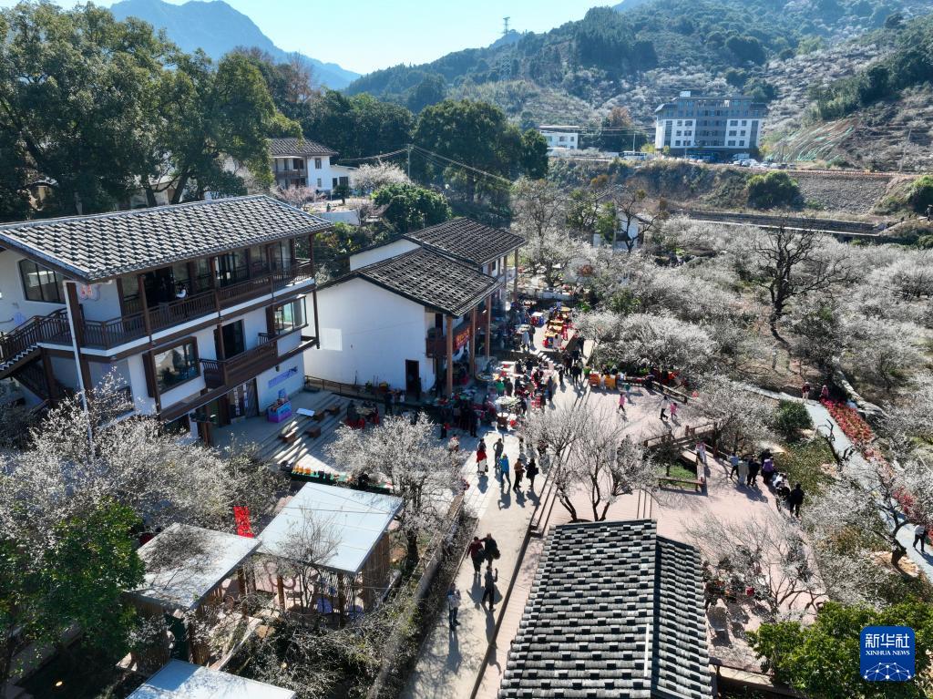 福建永泰：青梅绽放引客来