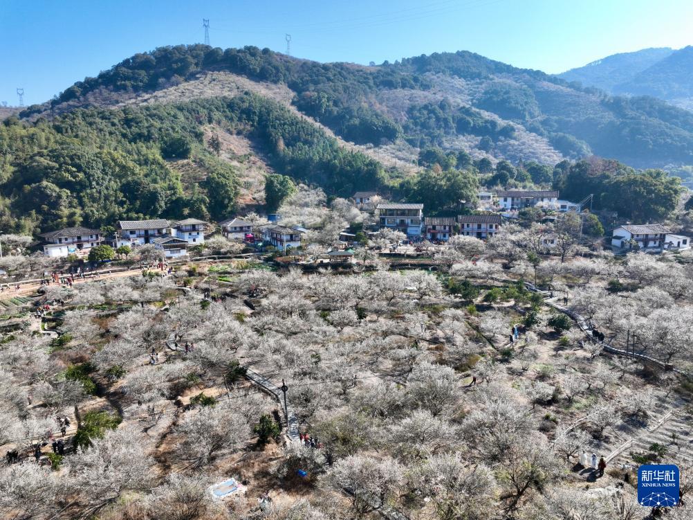 福建永泰：青梅绽放引客来
