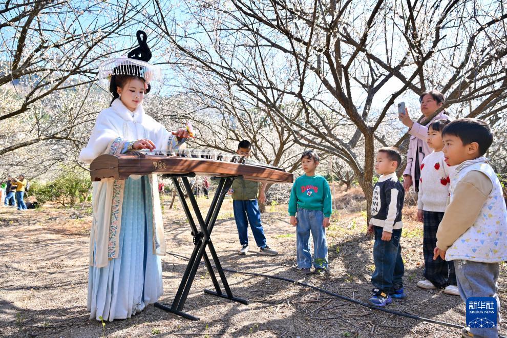 福建永泰：青梅绽放引客来