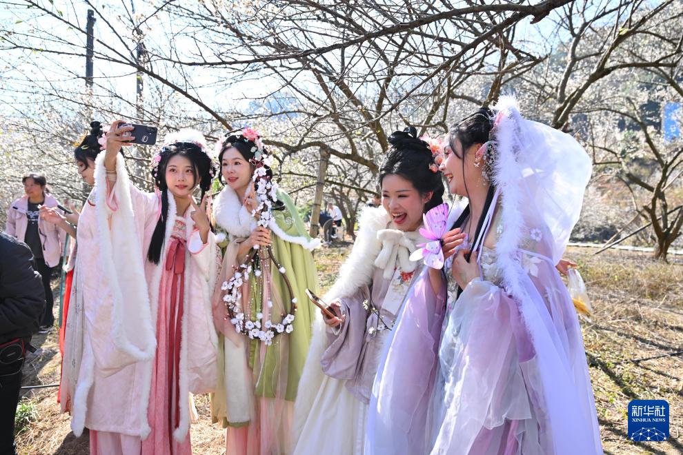 福建永泰：青梅绽放引客来