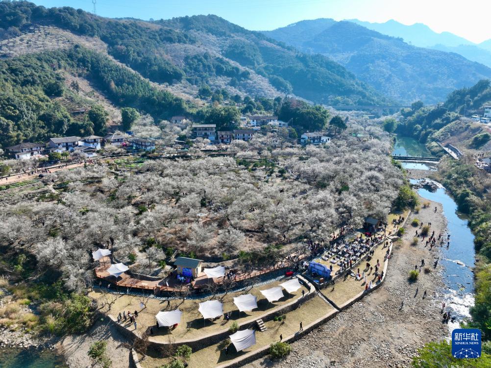 福建永泰：青梅绽放引客来