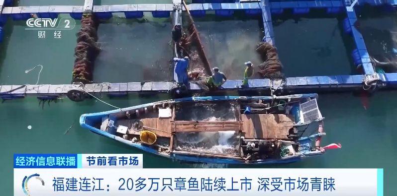 央视关注：福建连江20多万只章鱼陆续上市 深受市场青睐