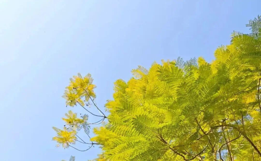 直冲25℃！福州开启“升温模式”