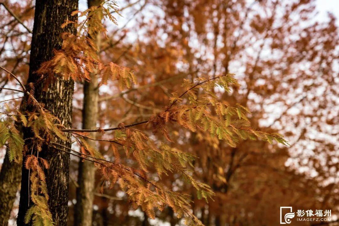 今年首次呈现！龙舟主题公园迎来水杉红