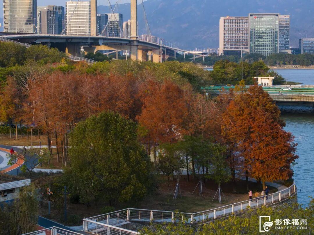 今年首次呈现！龙舟主题公园迎来水杉红