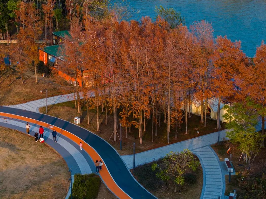 今年首次呈现！龙舟主题公园迎来水杉红