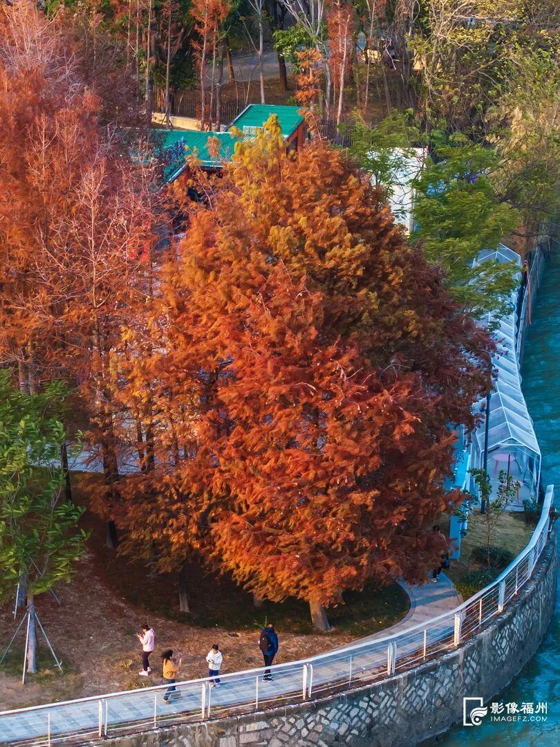 今年首次呈现！龙舟主题公园迎来水杉红