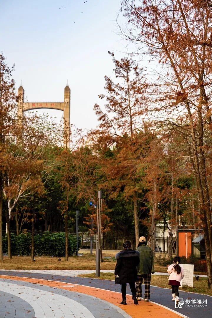 今年首次呈现！龙舟主题公园迎来水杉红