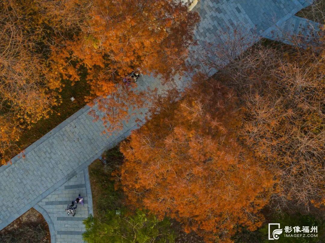 今年首次呈现！龙舟主题公园迎来水杉红