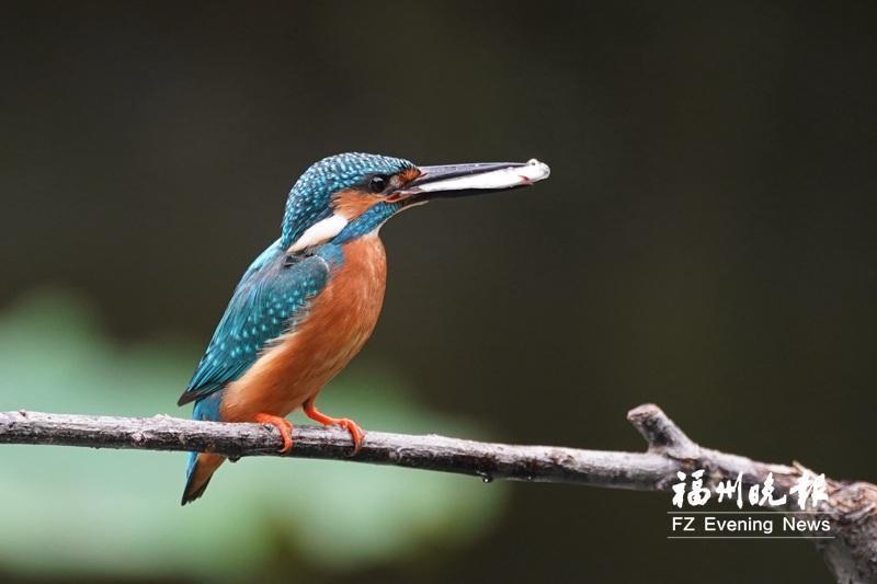 福州西湖公园“鸟口”调查报告出炉