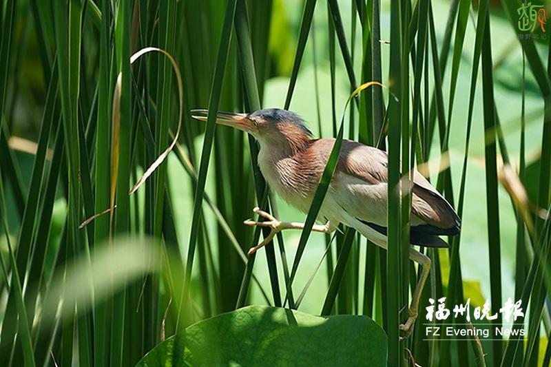 福州西湖公园“鸟口”调查报告出炉