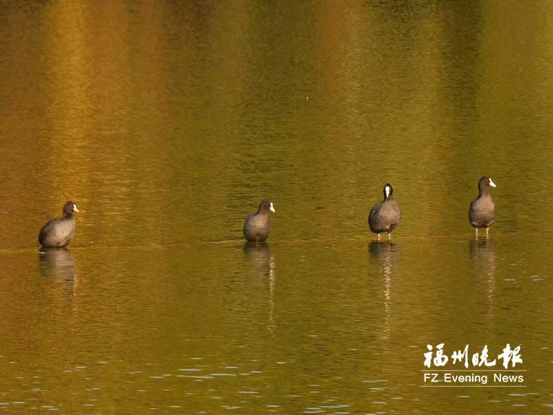 福州西湖公园“鸟口”调查报告出炉